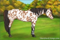 Horse Color:Bay Appaloosa 