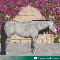 Horse Color:Grullo Ice Rabicano