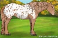 Horse Color:Chestnut Blanket 