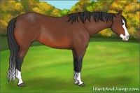 Horse Color:Bay Splash Rabicano