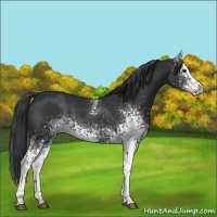 Horse Color:White Spotted Black 
