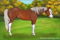Horse Color:Silver Bay Splash 