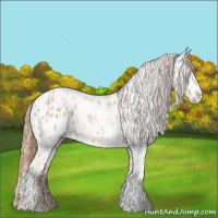 Horse Color:Gold Champagne Appaloosa  and Gold Champagne Appaloosa 