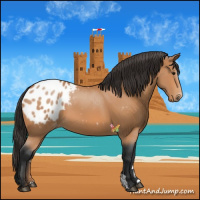 Horse Color:Bay Appaloosa