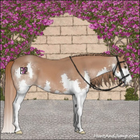 Horse Color:Chestnut Splash 