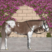 Horse Color:Bay Splash Appaloosa 