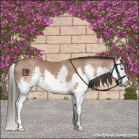 Horse Color:Bay Sabino Splash 