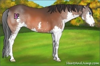 Horse Color:Bay Splash 
