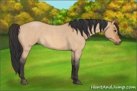 Horse Color:Bay Roan Dun 