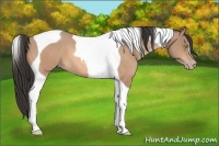 Horse Color:Amber Champagne Tobiano 