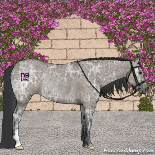 Horse Color:Grullo Ice Rabicano