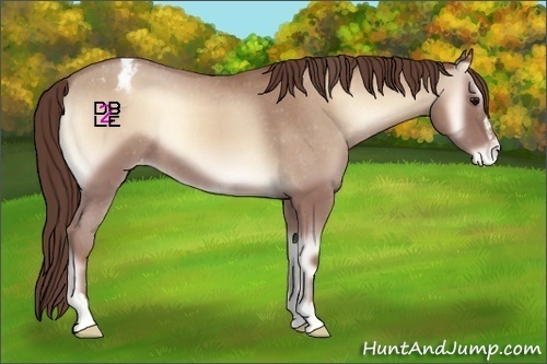 Horse Color:Classic Champagne Onyx Sabino Appaloosa 