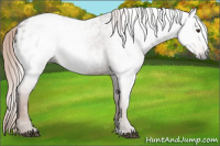 Horse Color:Gray Chestnut Blanket