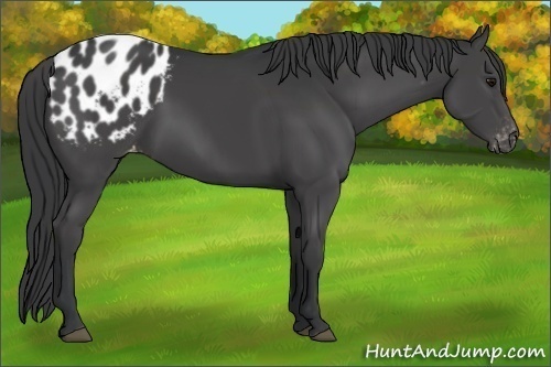 Horse Color:Black Appaloosa 