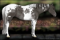 Horse Color:Smoky Black Tobiano 