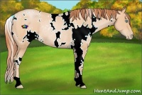 Horse Color:White Spotted Buckskin Pearl Rabicano 