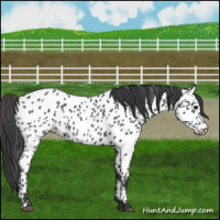 Horse Color:Black Appaloosa 