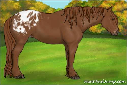 Horse Color:Gray Chestnut Appaloosa 