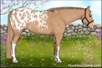 Horse Color:Chestnut Appaloosa 