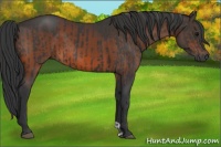 Horse Color:Black  and Brown 