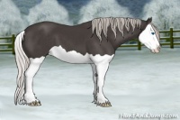 Horse Color:Silver Black Splash 