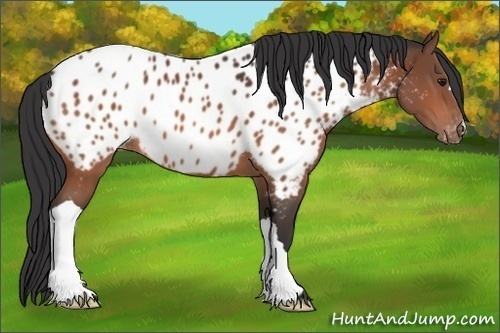Horse Color:Bay Appaloosa 