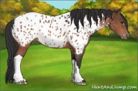 Horse Color:Bay Appaloosa
