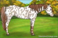 Horse Color:Red Dun Appaloosa