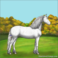 Horse Color:Amber Champagne Mushroom Appaloosa  and Chestnut Mushroom Appaloosa Rabicano 