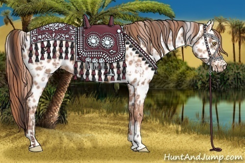 Horse Color:Sable Champagne Appaloosa and Gold Champagne Appaloosa