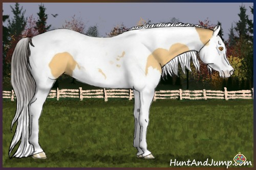 Horse Color:Buckskin Dun Splash Tobiano 