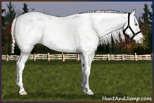 Horse Color:Gold Champagne Dun Appaloosa and Gold Champagne Dun Appaloosa Rabicano