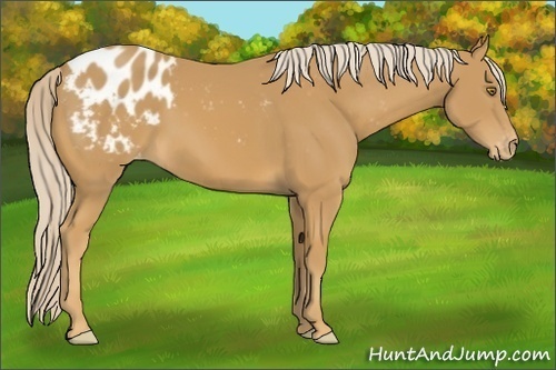 Horse Color:Palomino Appaloosa 