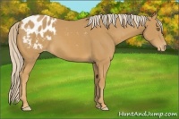 Horse Color:Palomino Appaloosa 