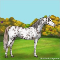 Horse Color:Liver Chestnut Appaloosa Rabicano  and Gold Champagne Appaloosa Rabicano 