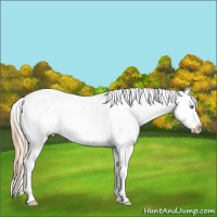 Horse Color:Gold Champagne Appaloosa and Gold Cream Champagne Appaloosa