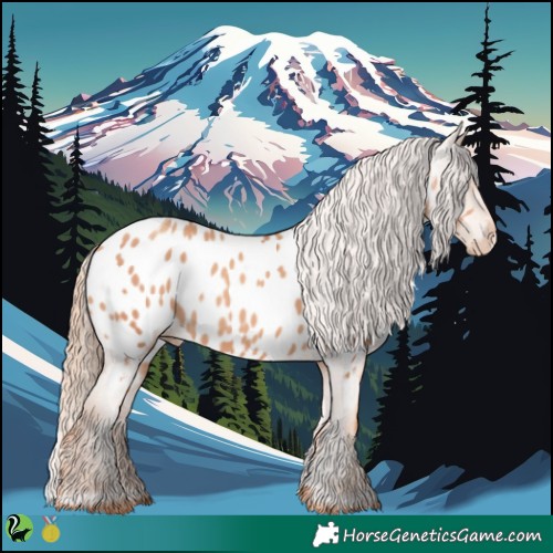 Horse Color:Gold Champagne Appaloosa 