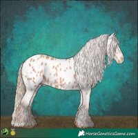 Horse Color:Gold Champagne Appaloosa 