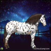 Horse Color:Liver Chestnut Appaloosa