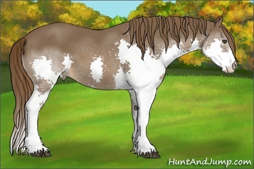 Horse Color:Liver Chestnut Splash 