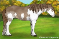 Horse Color:Liver Chestnut Splash