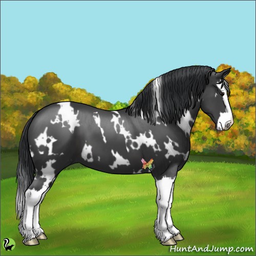 Horse Color:White Spotted Black Splash 