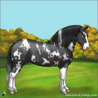 Horse Color:White Spotted Black Splash 