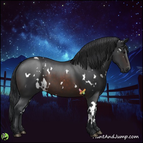 Horse Color:White Spotted Brown