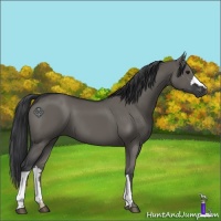 Horse Color:Grullo 