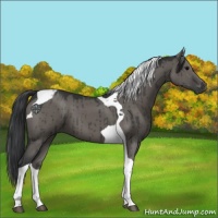 Horse Color:Grullo Tobiano