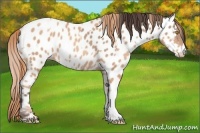 Horse Color:Amber Champagne Appaloosa  and Gold Champagne Appaloosa 