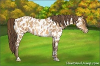 Horse Color:Amber Champagne Appaloosa  and Amber Cream Champagne Appaloosa 