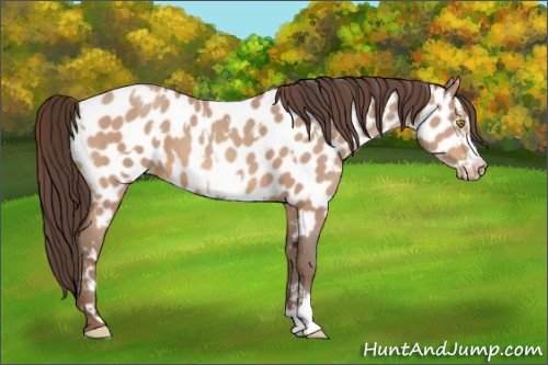 Horse Color:Amber Champagne Appaloosa  and Amber Champagne Frame Appaloosa 