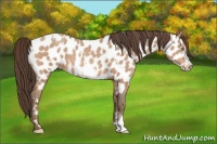 Horse Color:Amber Champagne Appaloosa  and Amber Champagne Frame Appaloosa 